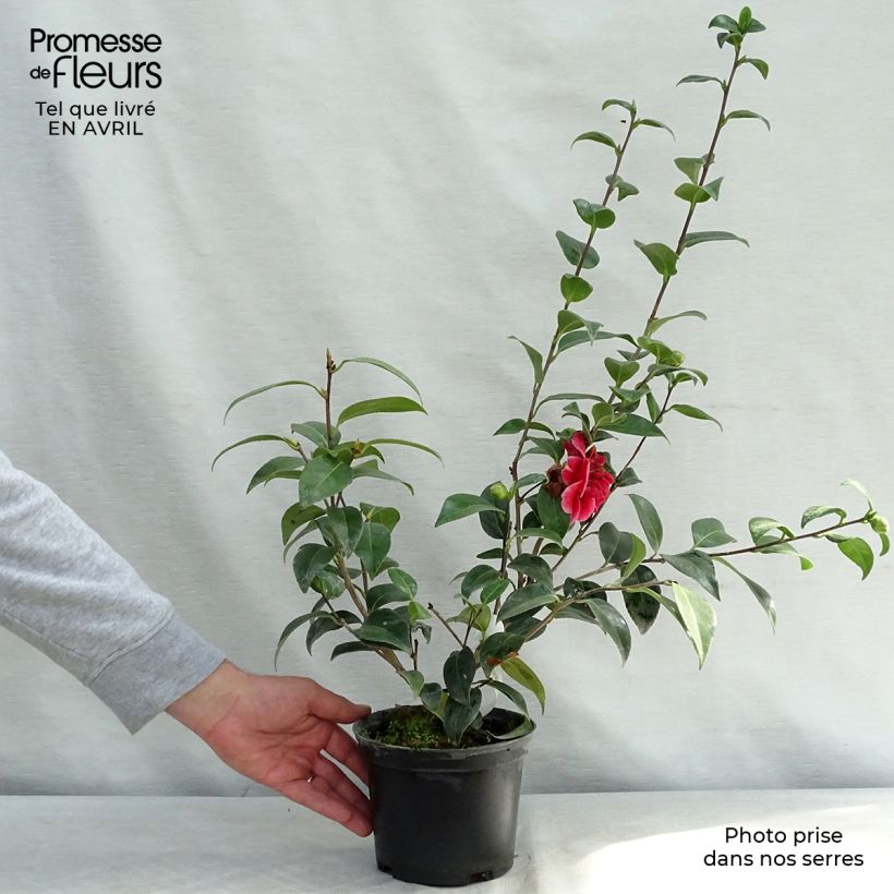Exemplaar van Camellia japonica Volunteer - Japanse camelia Pot van 2 l/3 l zoals geleverd in de lente