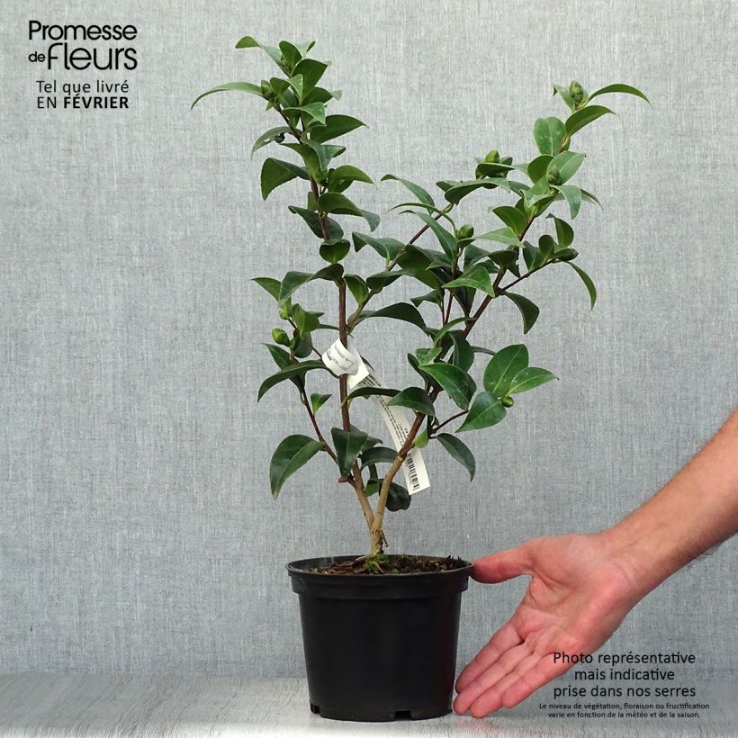 Exemplaar van Camellia japonica Volunteer - Japanse camelia Pot van 2 l/3 l zoals geleverd in de herfst