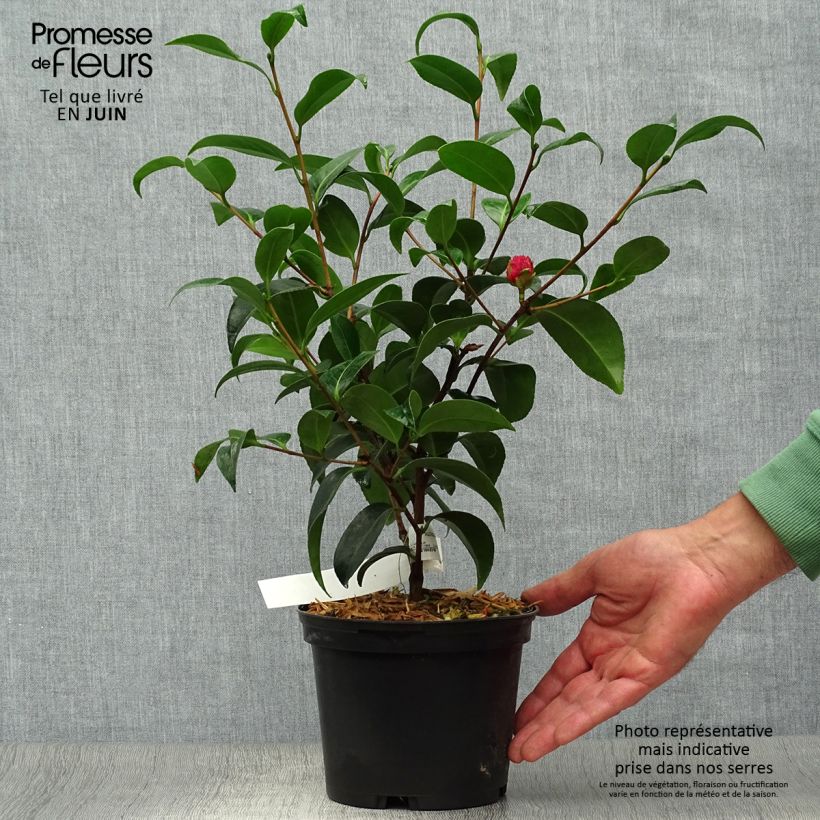Exemplaar van Camellia japonica Volunteer - Japanse camelia Pot van 2 l/3 l zoals geleverd in de zomer