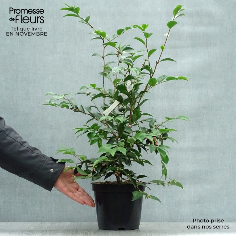 Exemplaar van Camellia Cinnamon Cindy - Japanse roos Pot van 3 l/4 l zoals geleverd in de herfst