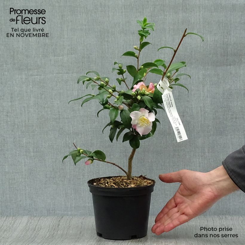 Exemplaar van Camellia Cinnamon Scentsation - Japanse camelia Pot van 1,5 l/2 l zoals geleverd in de herfst