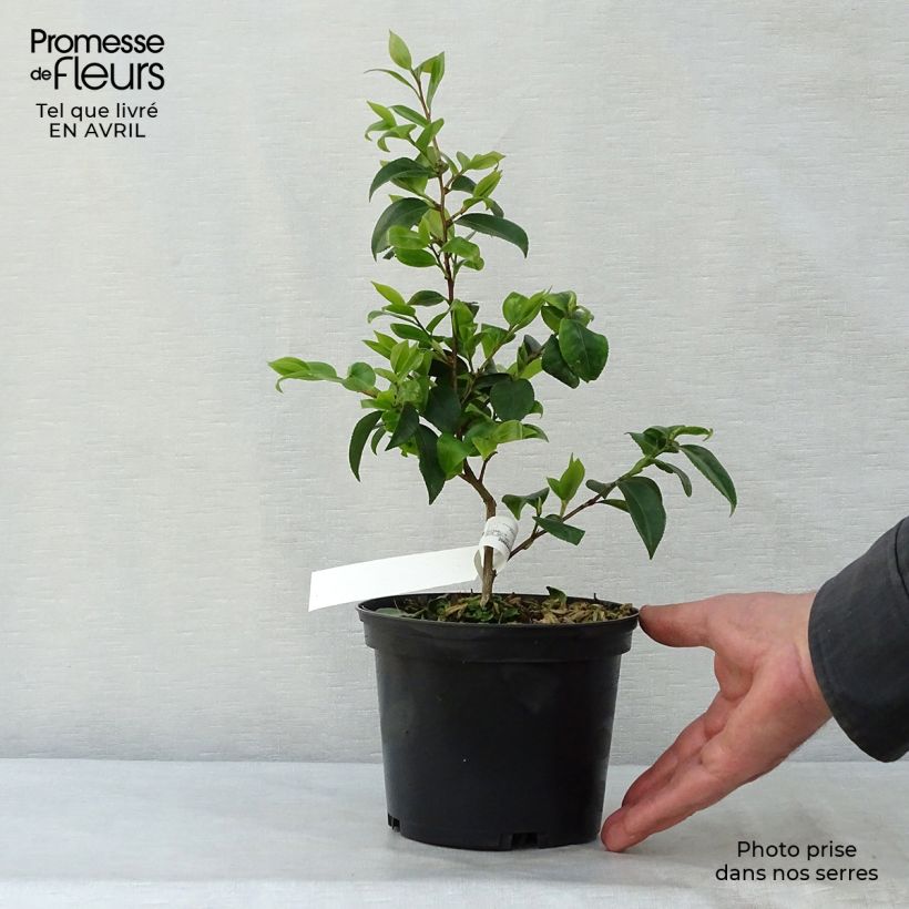 Exemplaar van Camellia Cinnamon Scentsation - Japanse camelia Pot van 1,5 l/2 l zoals geleverd in de lente