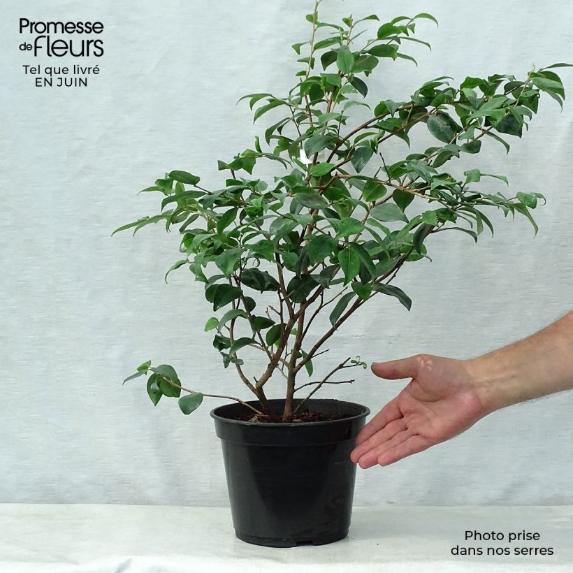 Exemplaar van Camellia Cinnamon Scentsation - Japanse camelia Pot van 3 l/4 l zoals geleverd in de zomer