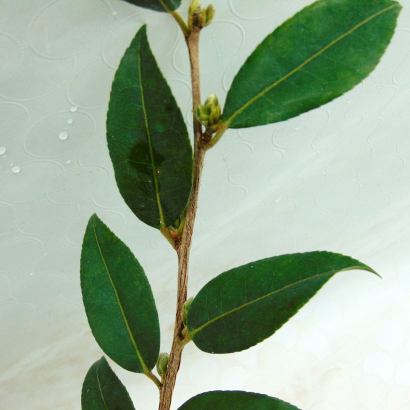 Camellia Fairy Wand - Japanse camelia (Blad)