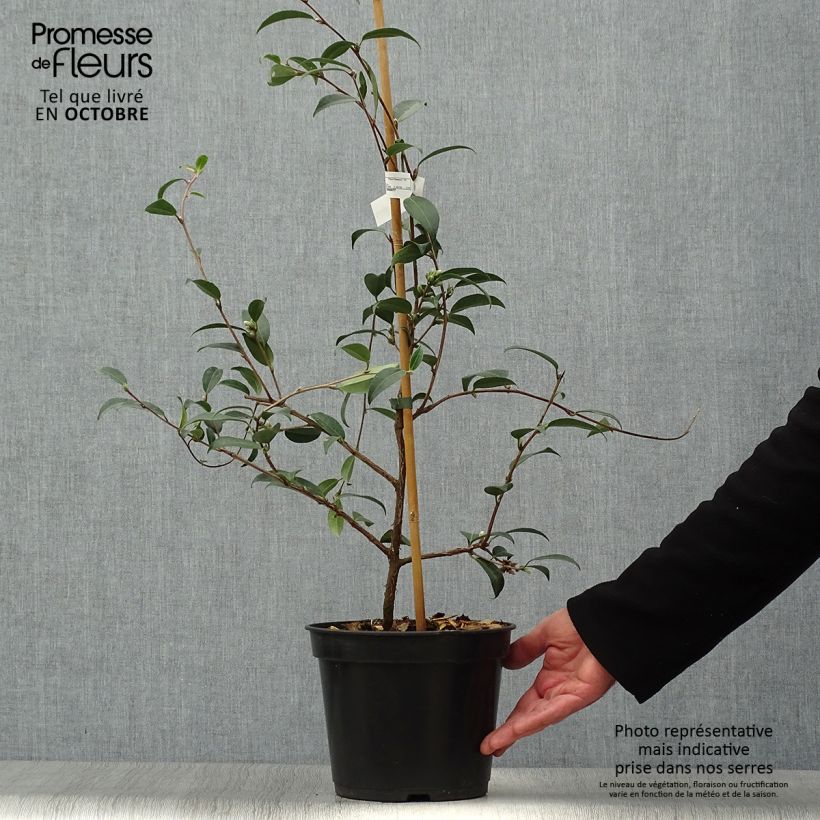 Exemplaar van Camellia Fairy Wand - Japanse camelia Pot van 3 l/4 l zoals geleverd in de herfst