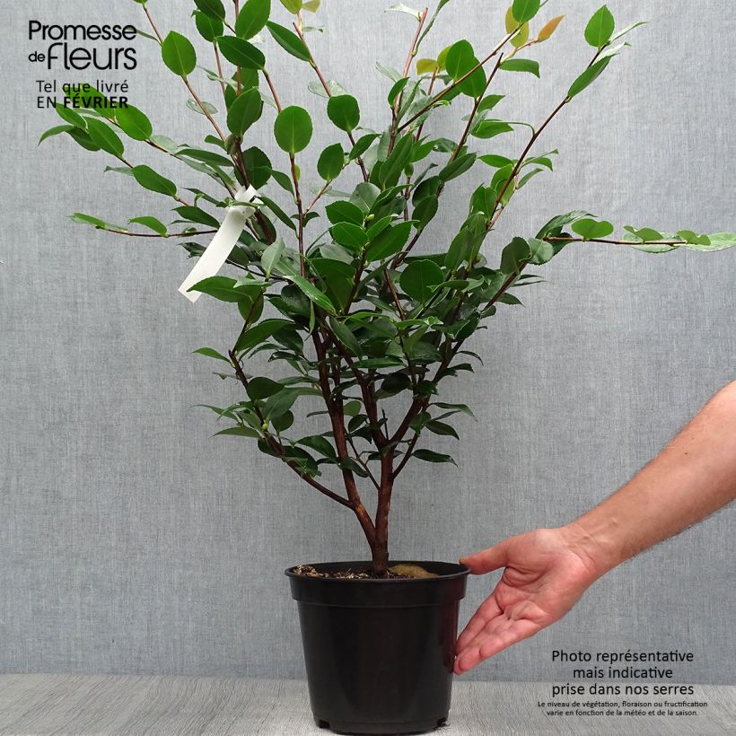 Exemplaar van Camellia High Fragrance Pot van 3 l/4 l zoals geleverd in de herfst