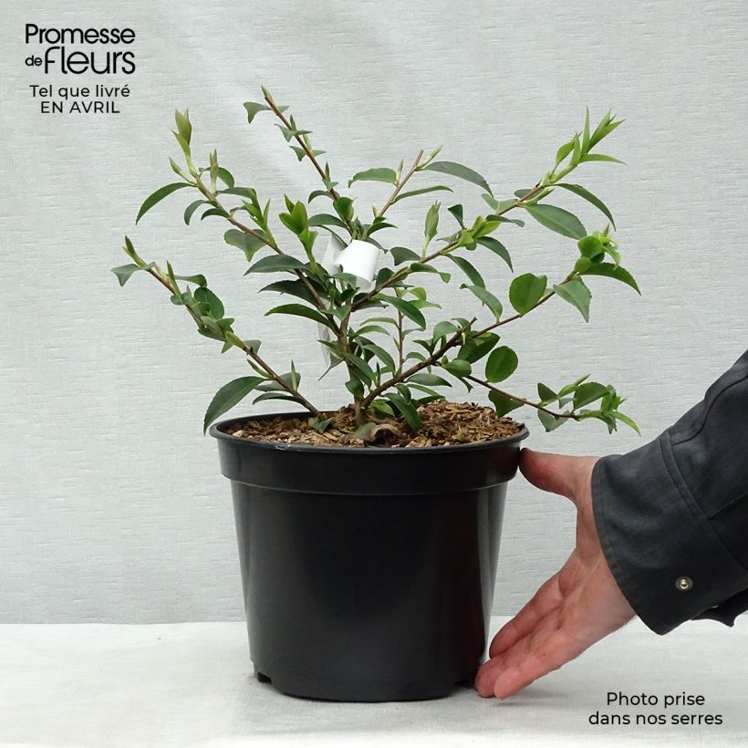 Exemplaar van Camellia Sweet Emily Kate Pot van 4 l/5 l zoals geleverd in de lente