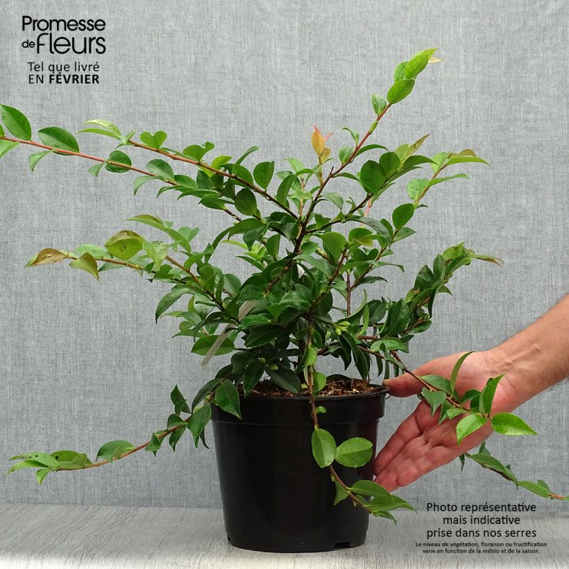 Exemplaar van Camellia Sweet Emily Kate Pot van 4 l/5 l zoals geleverd in de herfst