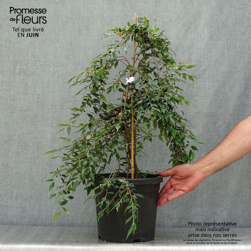 Exemplaar van Camélia champêtre Cupido - Japanse roos Pot van 7,5 l/10 l zoals geleverd in de zomer