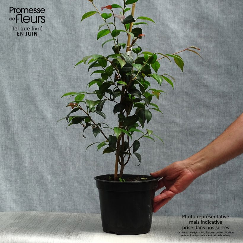 Exemplaar van Camellia Gay Baby - Japanse camelia Pot van 4 l/5 l zoals geleverd in de zomer