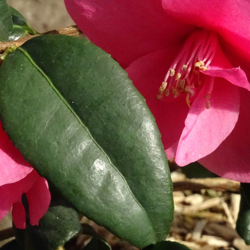 Camellia Gay Baby - Japanse camelia (Blad)