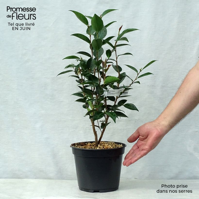 Exemplaar van Camellia oleifera Sweet Jane - Specerijstruik Pot van 4 l/5 l zoals geleverd in de zomer