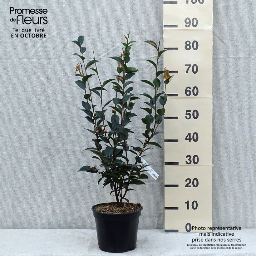Exemplaar van Camellia oleifera Sweet Jane - Specerijstruik Pot van 4 l/5 l zoals geleverd in de herfst