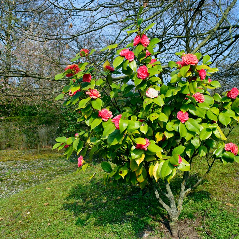 Camellia japonica chandleri Elegans - Japanse roos (Groeiplaats)
