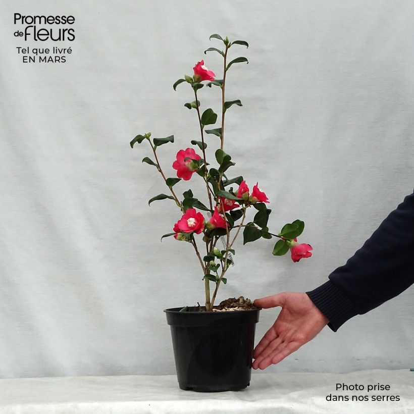 Exemplaar van Camellia japonica Marshmallow - Japanse camelia Pot van 4 l/5 l zoals geleverd in de lente