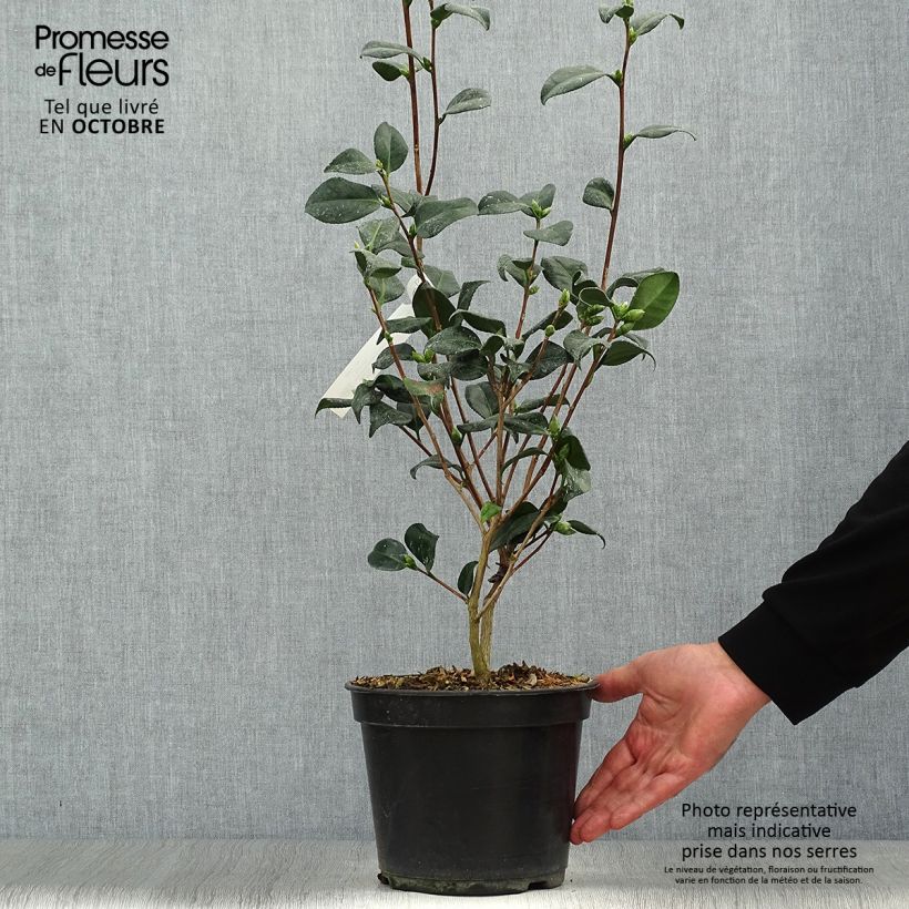 Exemplaar van Camellia japonica Marshmallow - Japanse camelia Pot van 4 l/5 l zoals geleverd in de herfst