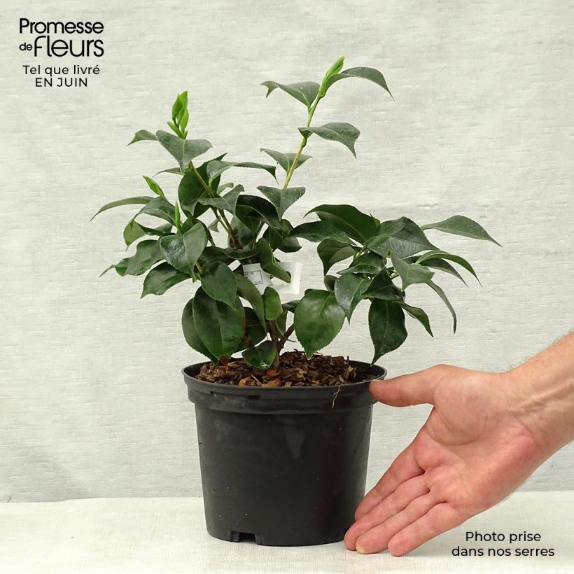 Exemplaar van Camellia Botanyuki - Japanse camelia Pot van 2 l/3 l zoals geleverd in de zomer