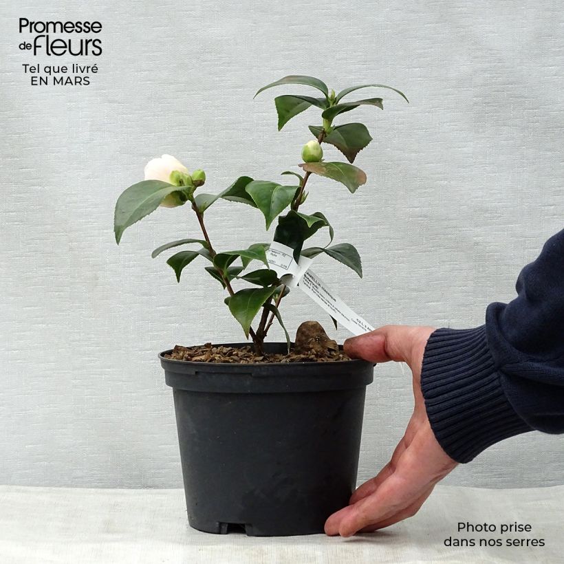 Exemplaar van Camellia Botanyuki - Japanse camelia Pot van 2 l/3 l zoals geleverd in de lente