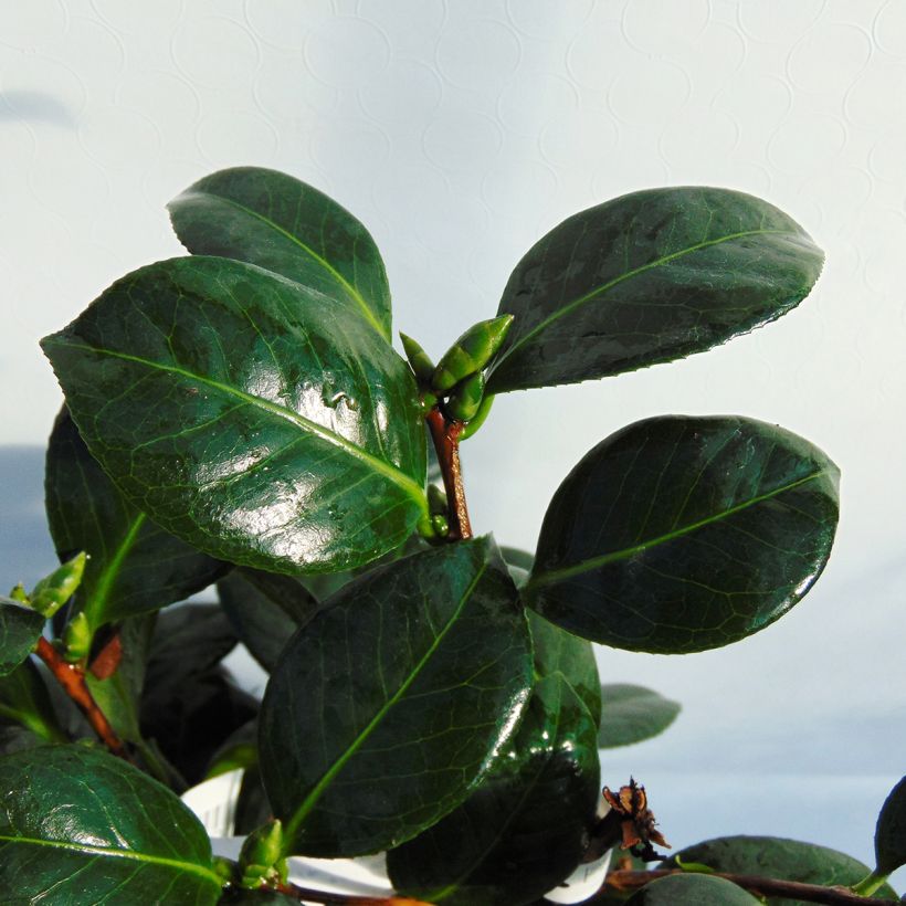 Camellia Dahlonega - Japanse camelia (Blad)