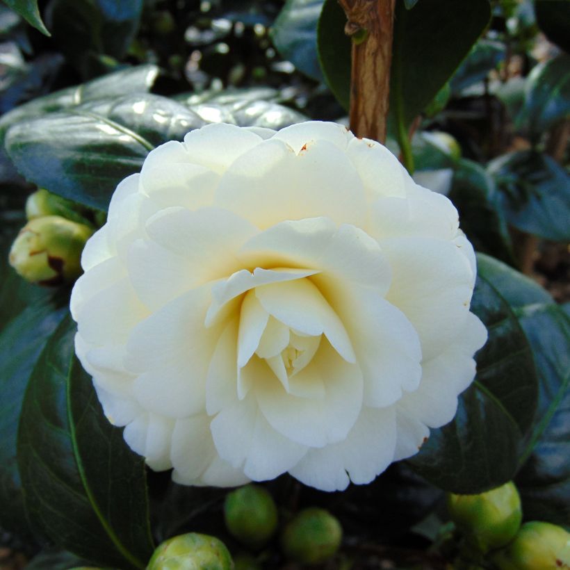 Camellia Dahlonega - Japanse camelia (Bloei)
