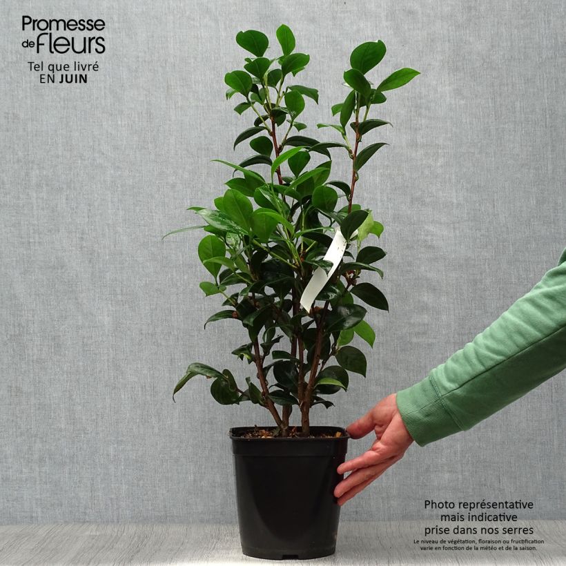 Exemplaar van Camellia Dahlonega - Japanse camelia Pot van 4 l/5 l zoals geleverd in de zomer