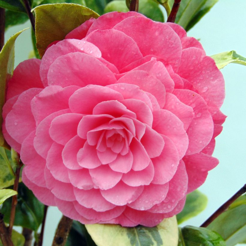 Camellia japonica Kerguelen - Japanse camelia (Bloei)