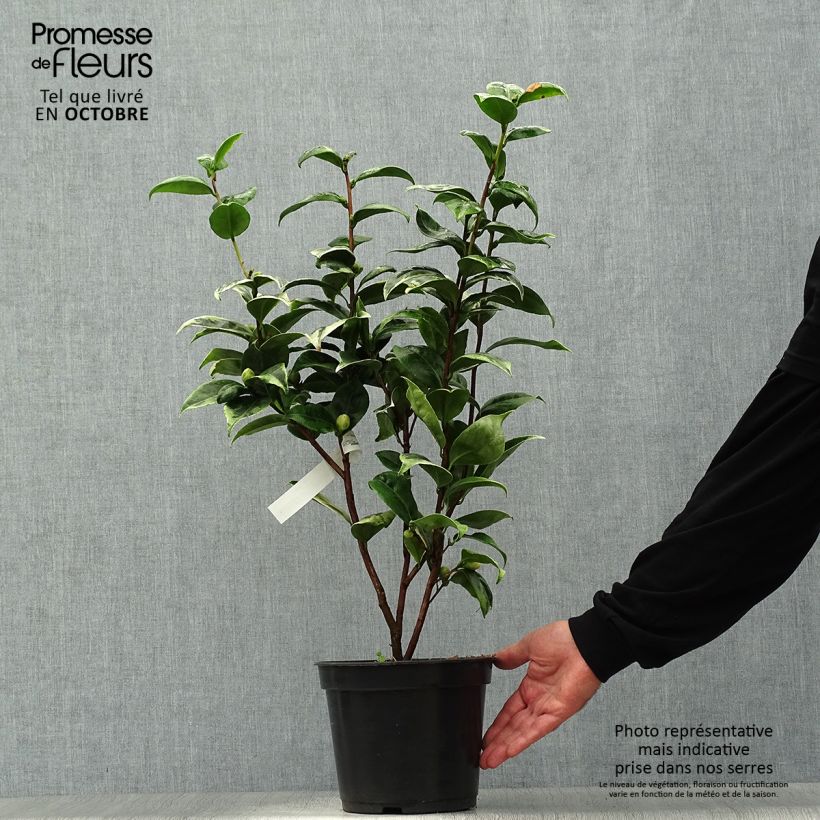 Exemplaar van Camellia japonica Kerguelen - Japanse camelia Pot van 4 l/5 l zoals geleverd in de herfst