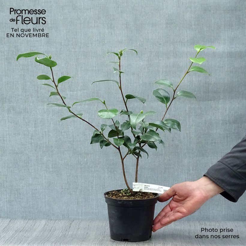 Exemplaar van Camellia Look Away - Japanse camelia Pot van 2 l/3 l zoals geleverd in de herfst