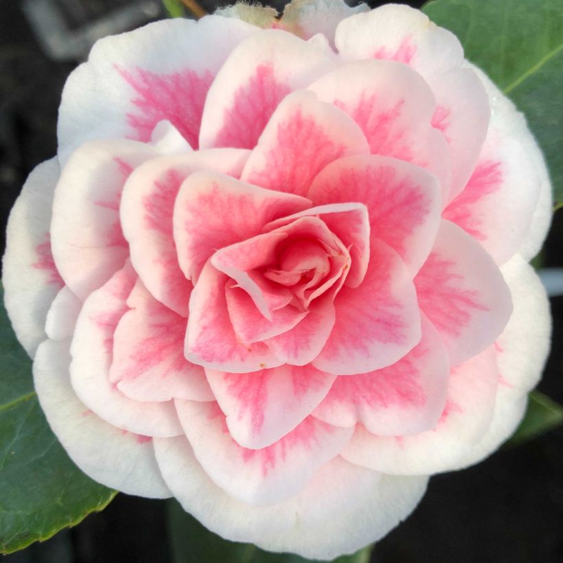Camellia Look Away - Japanse camelia (Bloei)