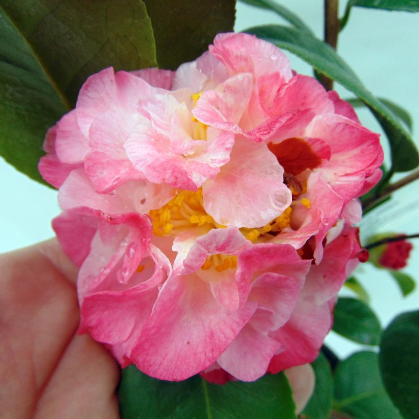 Camellia japonica Nuccios Jewel - Japanse camelia (Bloei)