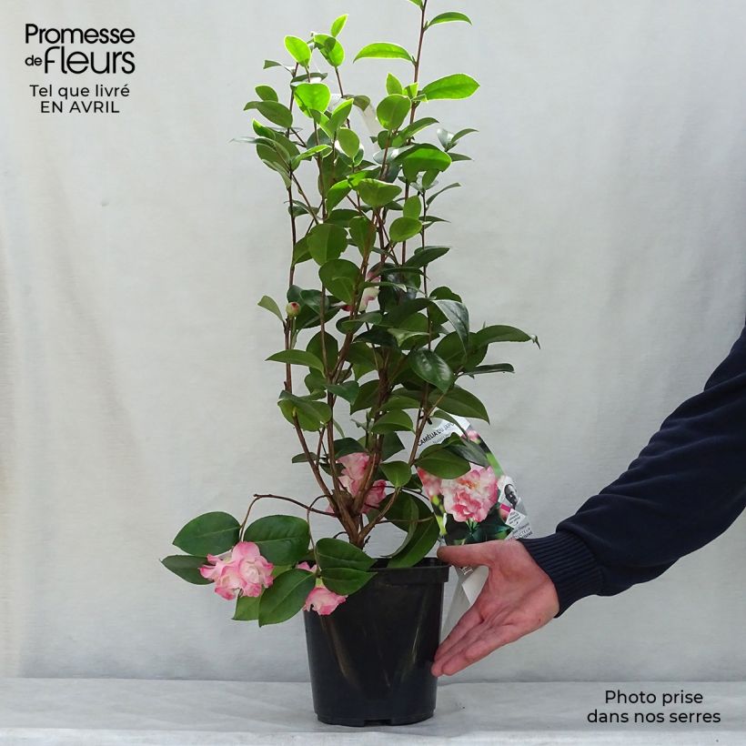 Exemplaar van Camellia japonica Nuccios Jewel - Japanse camelia Pot van 3 l/4 l zoals geleverd in de lente