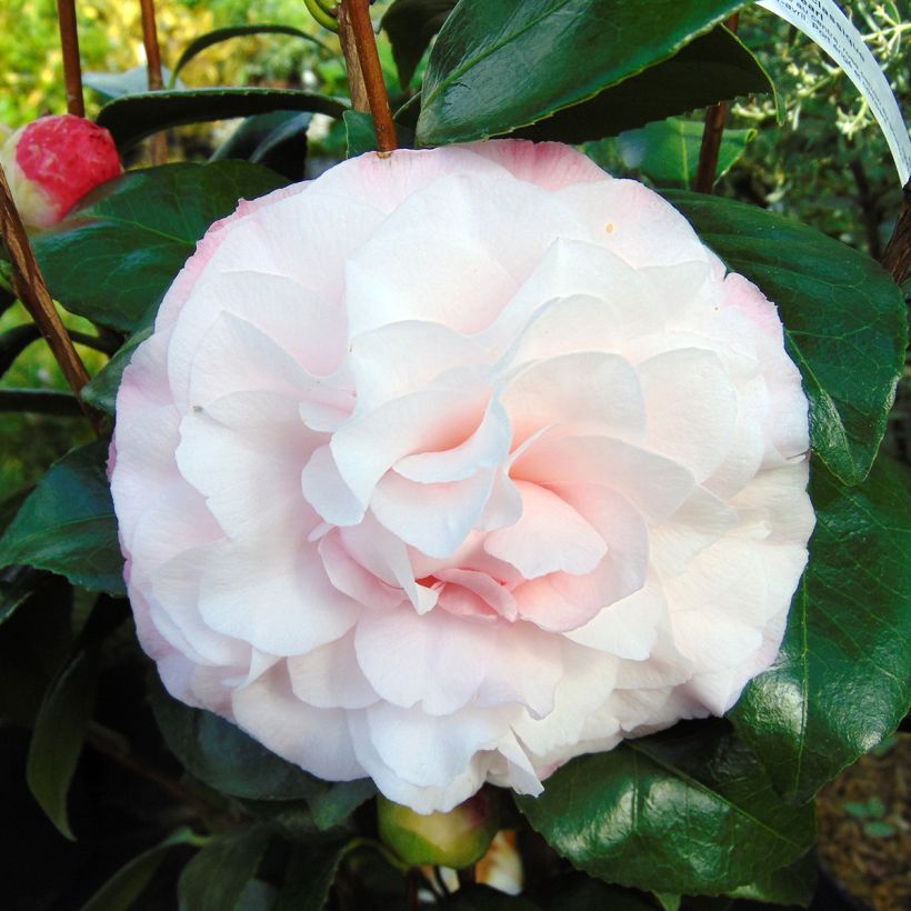 Camellia Nuccio's Pearl - Japanse camelia (Bloei)