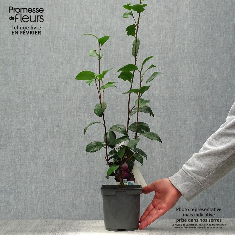 Exemplaar van Camellia Nuccio's Pearl - Japanse camelia Pot van 2 l/3 l zoals geleverd in de herfst