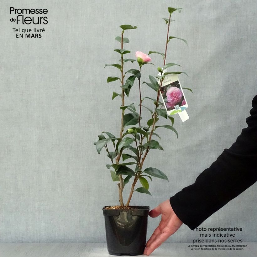 Exemplaar van Camellia Nuccio's Pearl - Japanse camelia Pot van 2 l/3 l zoals geleverd in de lente