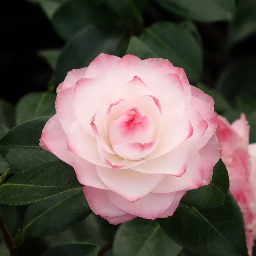 Camellia Nuccio's Pearl - Japanse camelia (Bloei)