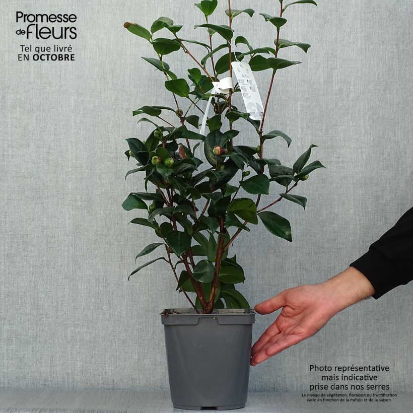 Exemplaar van Camellia japonica Nuccios Jewel - Japanse camelia Pot van 3 l/4 l zoals geleverd in de herfst