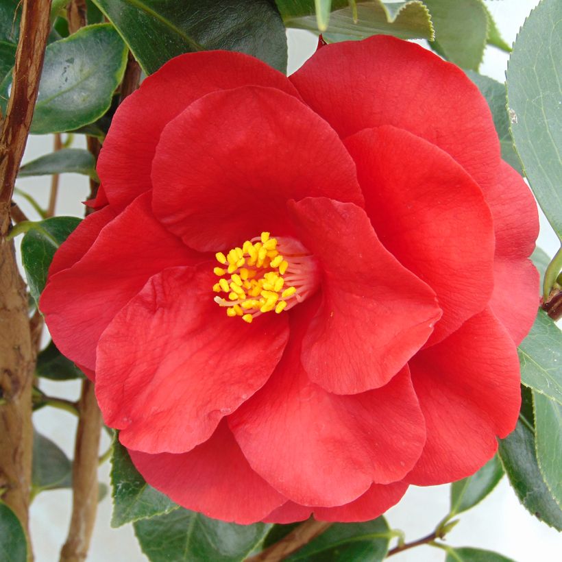 Camellia Royal Velvet - Japanse camelia (Flowering)