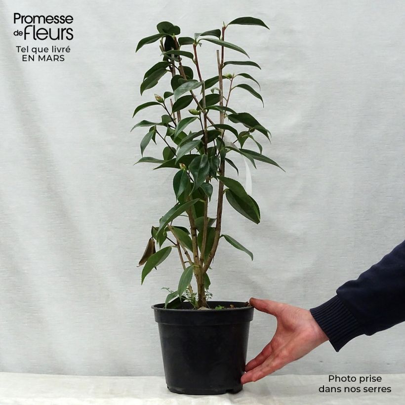 Example of Camellia Royal Velvet - Japanse camelia Pot van 4 l/5 l as you get in printemps