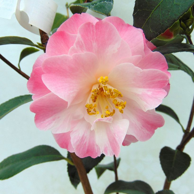Camellia x williamsii Spring Daze - Williamsii-camelia (Bloei)