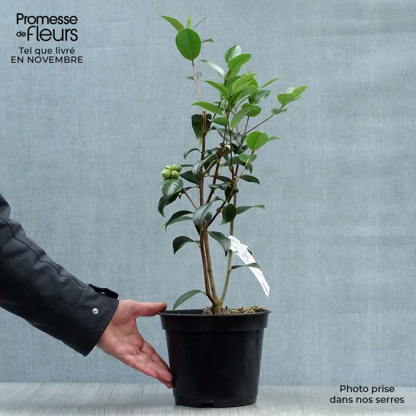 Exemplaar van Camellia x williamsii Spring Daze - Williamsii-camelia Pot van 4 l/5 l zoals geleverd in de herfst