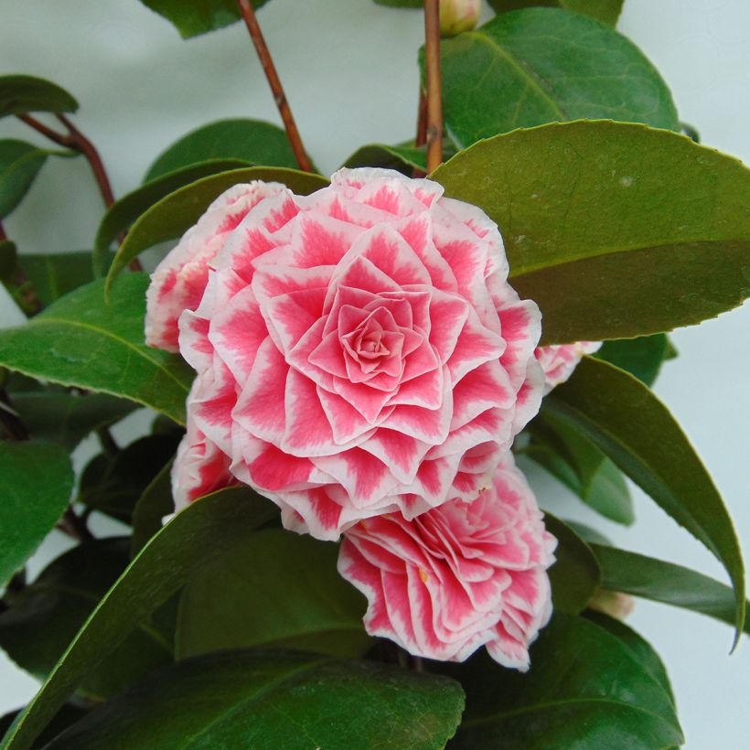 Camellia Tom Pouce - Japanse camelia (Bloei)
