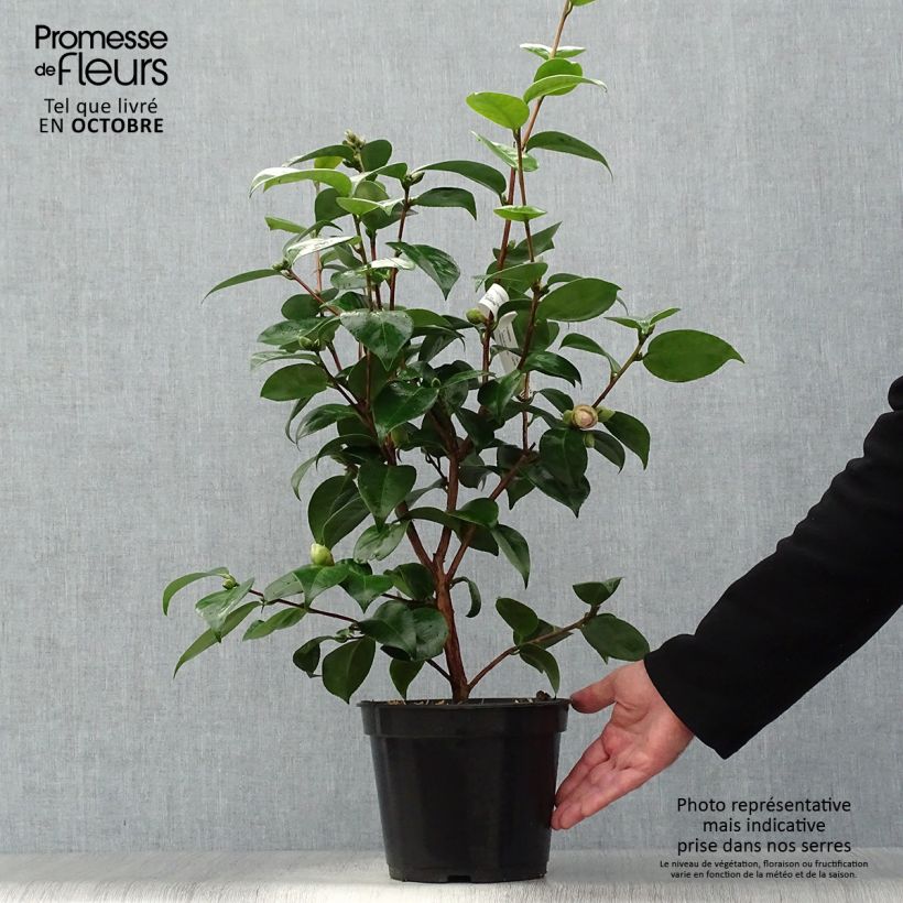Exemplaar van Camellia Tom Pouce - Japanse camelia Pot van 4 l/5 l zoals geleverd in de herfst