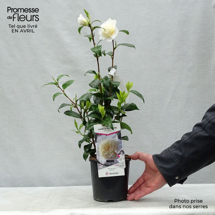 Exemplaar van Camellia japonica Jurys Yellow - Japanse camelia Pot van 1,5 l/2 l zoals geleverd in de lente