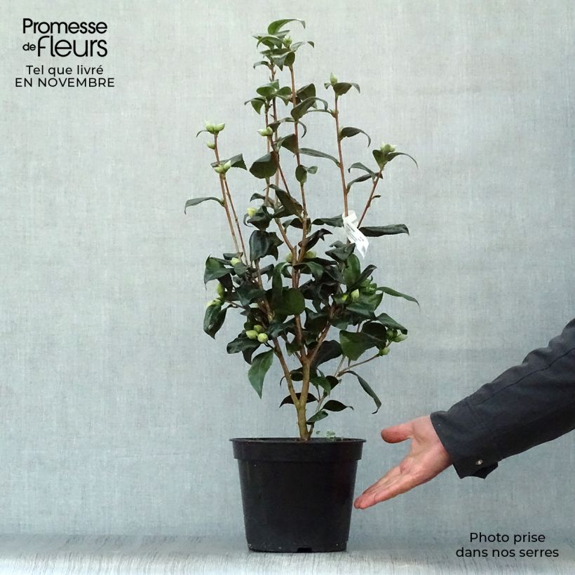 Exemplaar van Camellia japonica Jurys Yellow - Japanse camelia Pot van 3 l/4 l zoals geleverd in de herfst