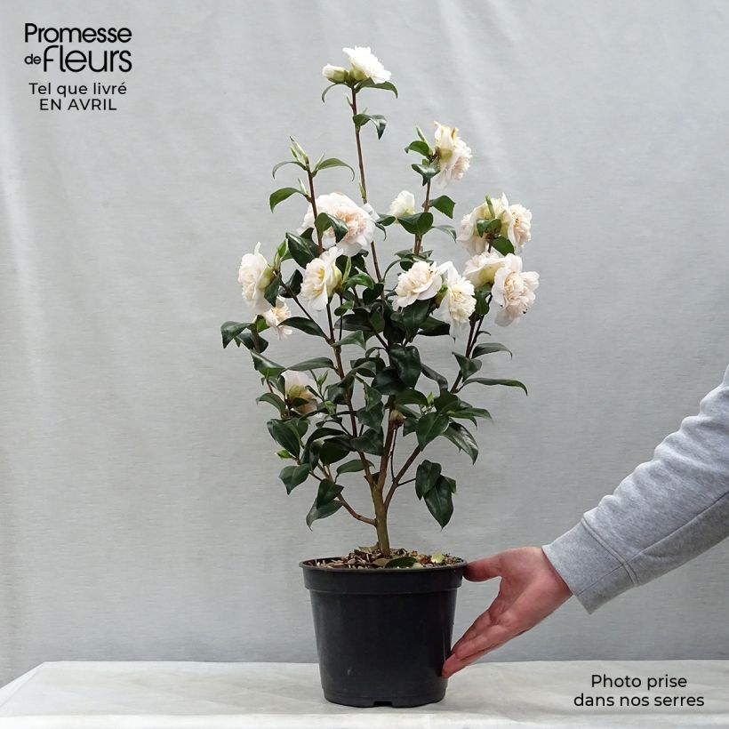 Exemplaar van Camellia japonica Jurys Yellow - Japanse camelia Pot van 3 l/4 l zoals geleverd in de lente