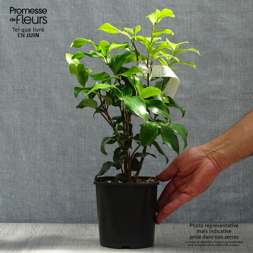 Exemplaar van Camellia japonica Jurys Yellow - Japanse camelia Pot van 1,5 l/2 l zoals geleverd in de zomer