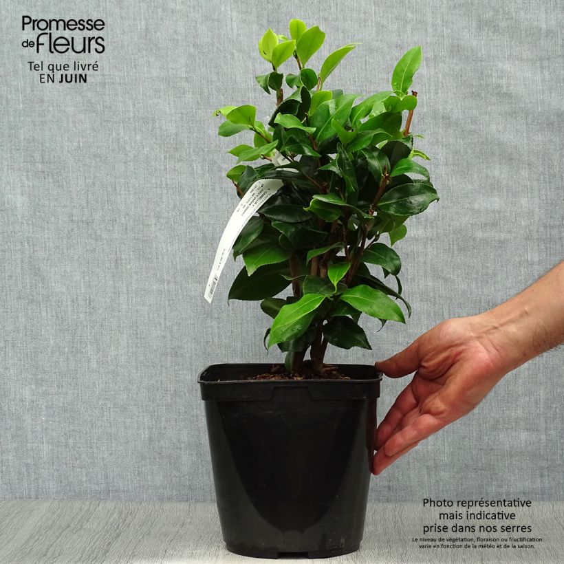 Exemplaar van Camellia japonica Jurys Yellow - Japanse camelia Pot van 3 l/4 l zoals geleverd in de zomer