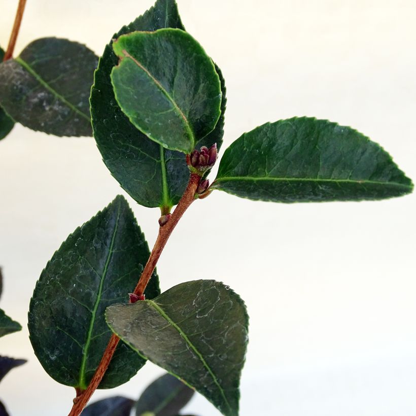 Camellia sasanqua Narumi Gaita - Herfstcamelia (Blad)