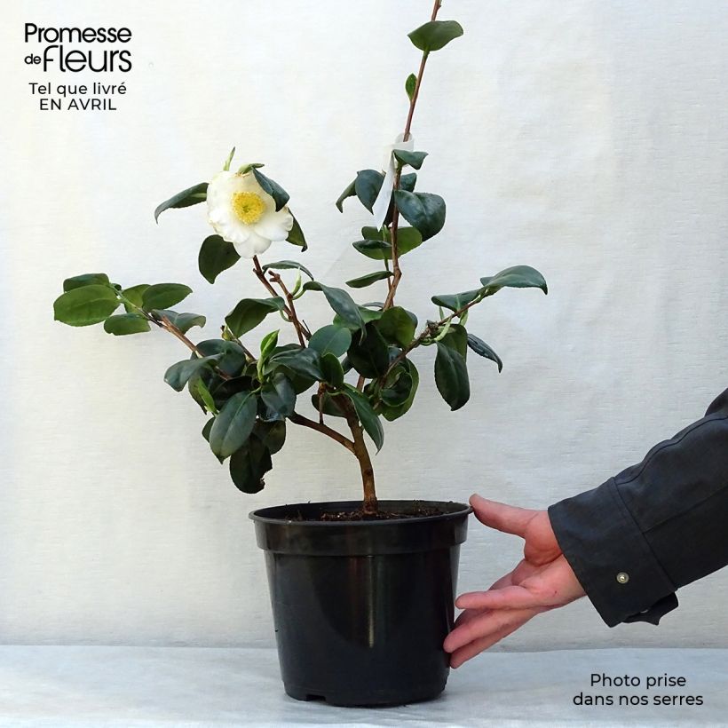 Exemplaar van Camellia sasanqua Fuji no Yuki - Herfstcamelia Pot van 4 l/5 l zoals geleverd in de lente