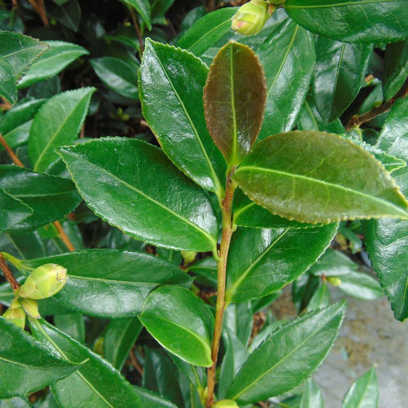 Camellia sasanqua Early Pearly - Herfstcamelia (Blad)